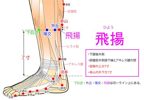 飛揚穴位置|針灸學/飛揚穴